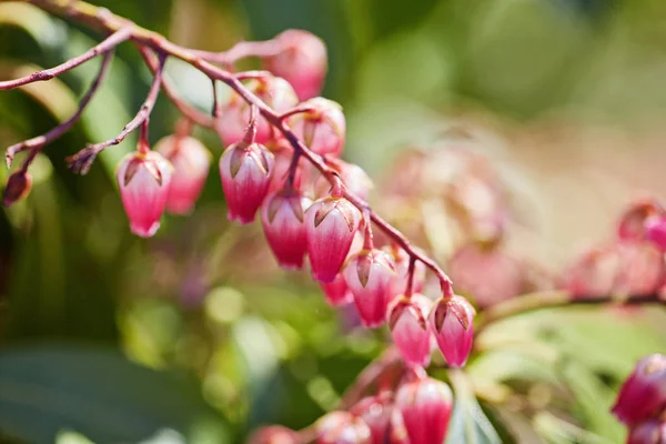 Erica gracilis. Shinning kwiaty różowe bell wrzos — Zdjęcie stockowe