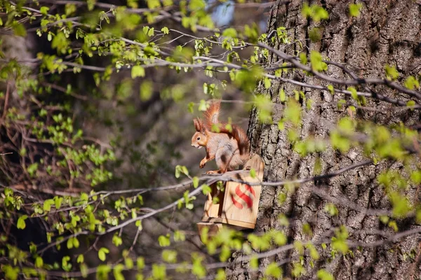 Écureuil drôle assis dans une mangeoire — Photo