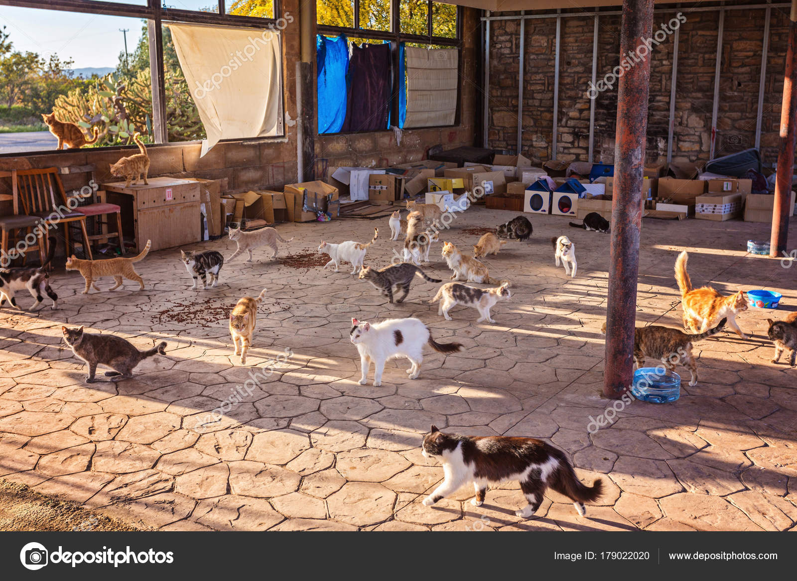 Are Dogs Or Cats Dirtier