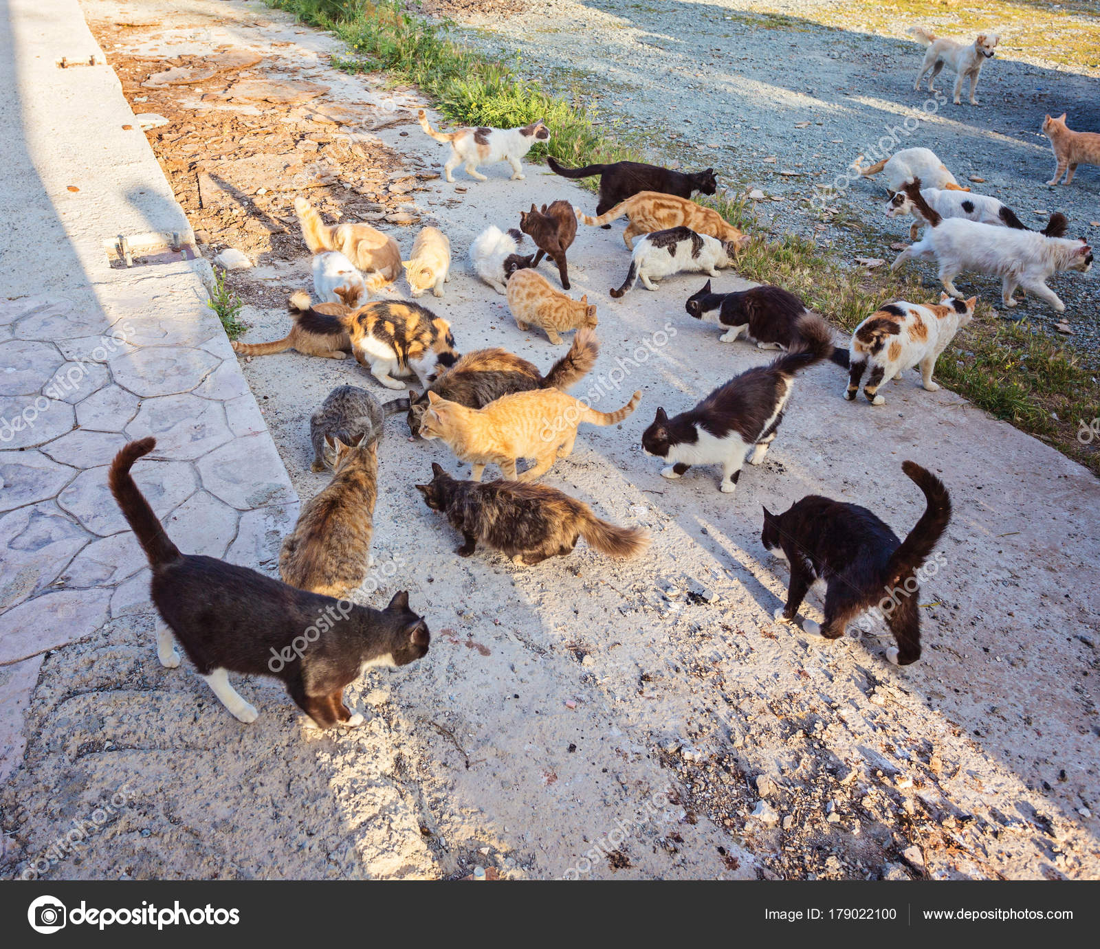 Many Stray Cats Are Dirty They Get Sick Cats Need A Vet And A Stock many-stray-cats-are-dirty-they-get-sick-cats-need-a-vet-and-a-stock