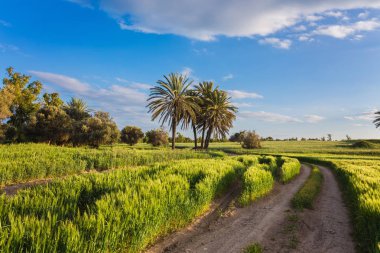 Önce buğday alanı arasında palmiye ağaçları ile. Larnaka