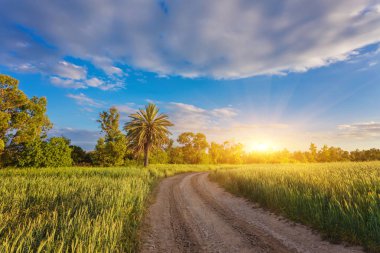 Önce buğday alanı arasında palmiye ağaçları ile. Larnaka