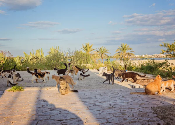 Birçok sokak. Kediler kirli, hastalanırlarsa, cats lüzum bir veteriner ve bir