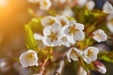 Pembe çiçeği ile bahar kenarlık ya da arka plan sanat.