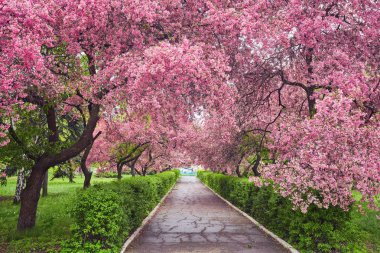 Çiçek açması ile alley Kırmızı elma ağaçları ile Park.