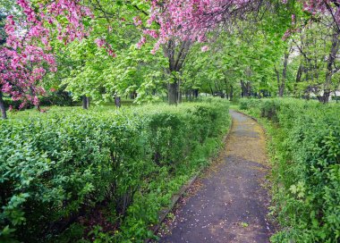 Çiçek açması ile alley Kırmızı elma ağaçları ile Park.