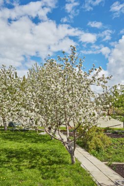 Baharda çiçek açan elma bahçesi.
