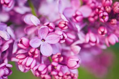 Görüntüyü bahar Eflatun mor çiçek