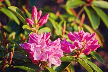 Pembe ormangülü açelya çiçek açan