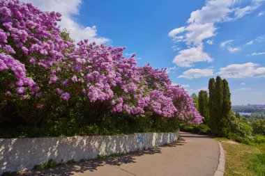 Çiçek Leylak ağaçları ile Park