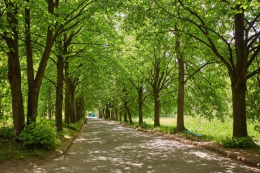 Ağaçların arasından geçen köy yolu.