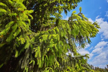 Ladin ile yeni sürgünler Şubesi