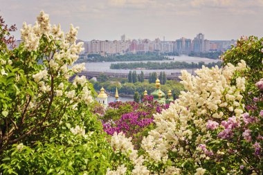 Çiçek Leylak ağaçları ile Park