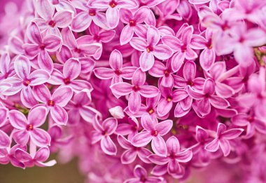 Leylak kokulu çiçekleri Syringa vulgaris. Fiel sığ derinliği