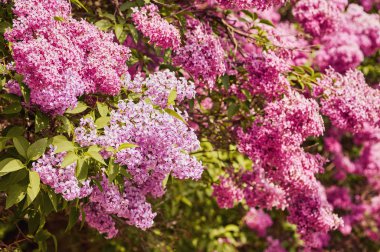 Leylak kokulu çiçekleri Syringa vulgaris. Fiel sığ derinliği