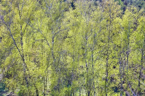 foliage of mapple on a blurry background