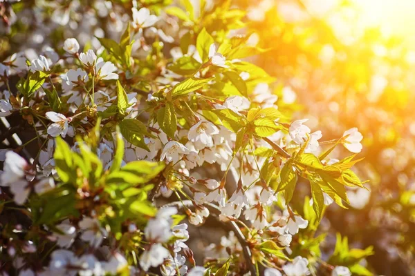 Frontera de primavera o arte de fondo con flor rosa . — Foto de Stock