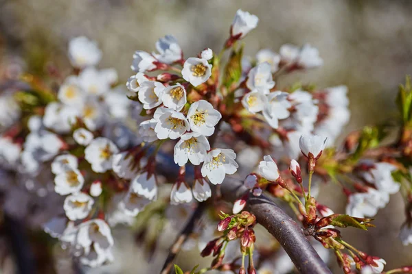 Spring blossom background. Beautiful nature scene with blooming — Stock Photo, Image