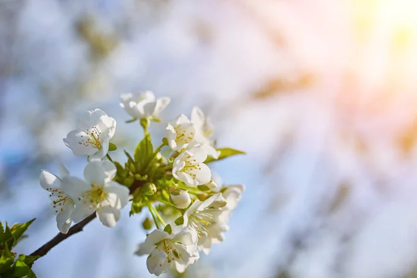 Blühender Apfelbaum mit weißen Blüten — Stockfoto