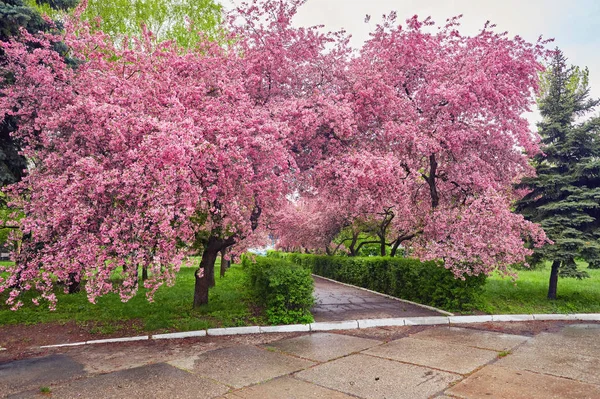 公园与盛开的红苹果树胡同. — 图库照片