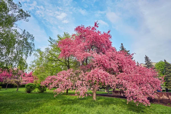 Декоративний сад з величними квітучими великими вишневими деревами — стокове фото