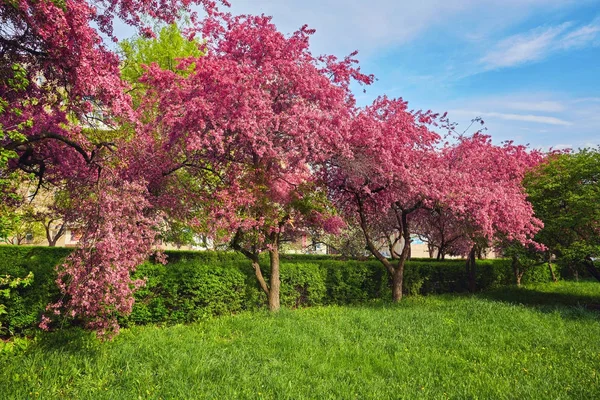 具有雄伟花朵的大型樱桃树的花园 — 图库照片