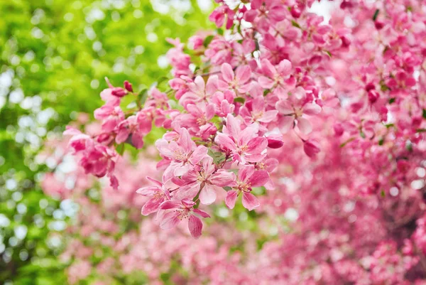 Dekorativa rött äpple träd blommor blommar på våren — Stockfoto