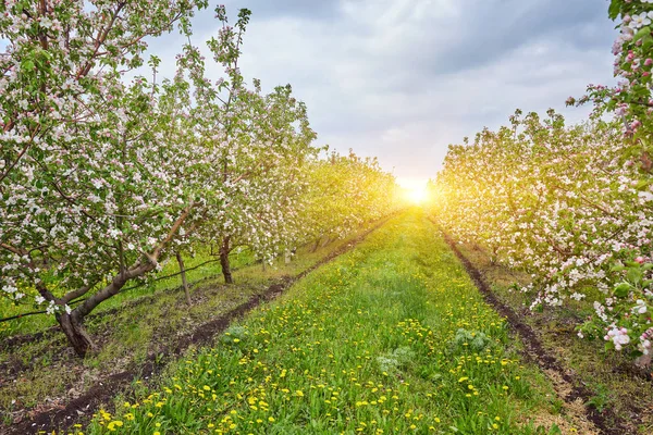 Kebun apel mekar di musim semi. — Stok Foto