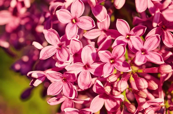 Flores de primavera - flores de lilás florescentes — Fotografia de Stock