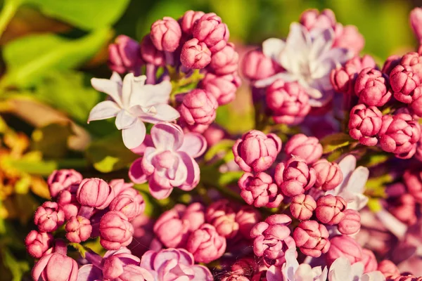 Macro image de printemps lilas fleurs violettes — Photo