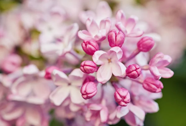 Lentebloemen - bloeiende lila bloemen — Stockfoto