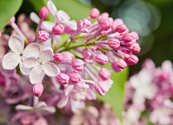 Jarní květiny - kvetoucí fialovými květy — Stock fotografie