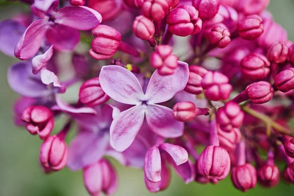 Macro immagine di primavera fiori lilla viola — Foto Stock