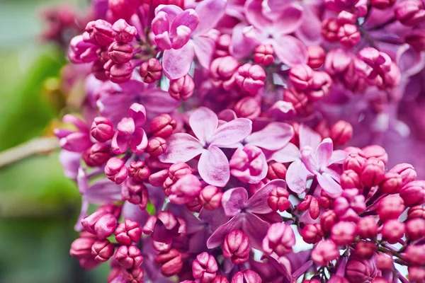 Macro image de printemps lilas fleurs violettes — Photo