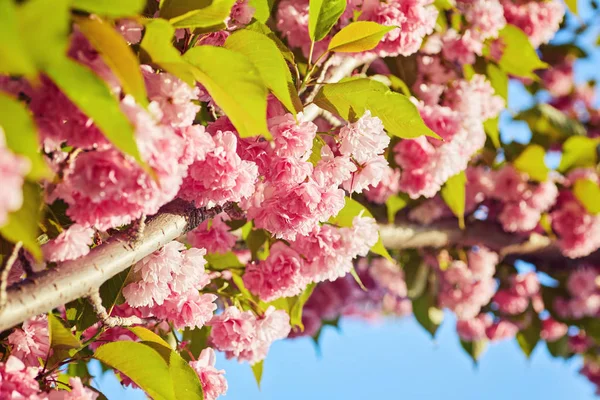 Vacker körsbärsblomma sakura på våren — Stockfoto