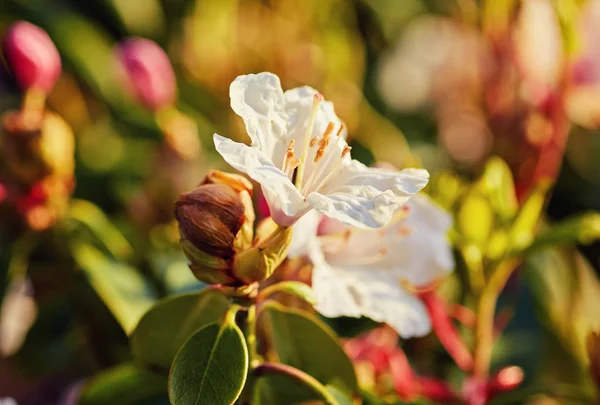 Kwitnący różowy rododendron w ogrodzie — Zdjęcie stockowe