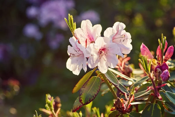 Blommande rosa rhododendron i trädgården — Stockfoto