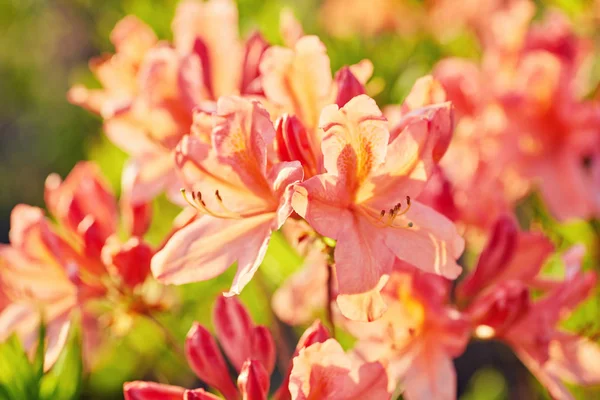 Orange Rhododendron flowers blooming outdoors in the garden — Stock Photo, Image