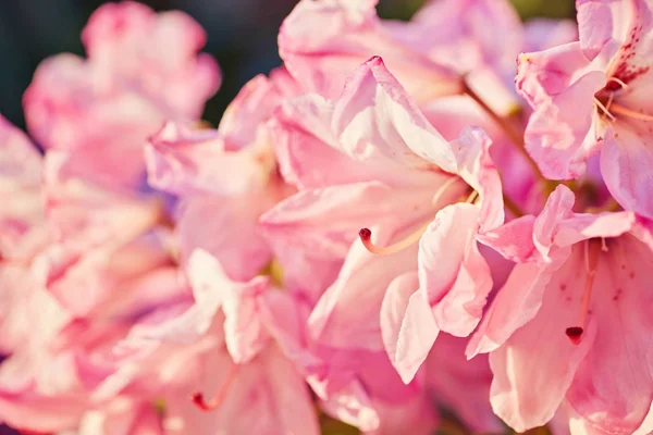 Kvetoucí azalky Růžový rododendron — Stock fotografie