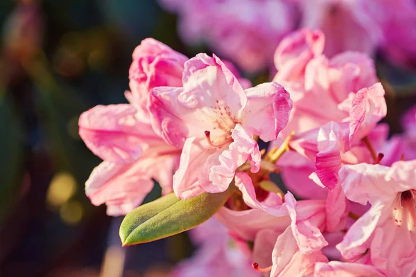 Rhododendron rose en fleurs Azalea — Photo