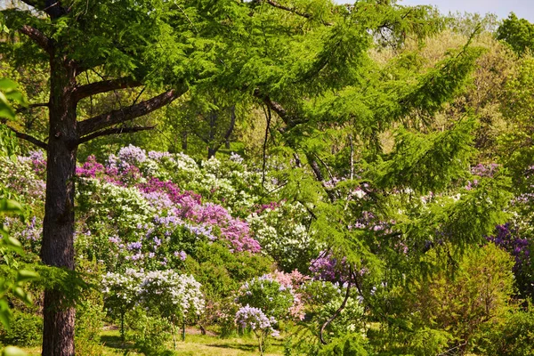 В парке цветут лиловые кусты . — стоковое фото