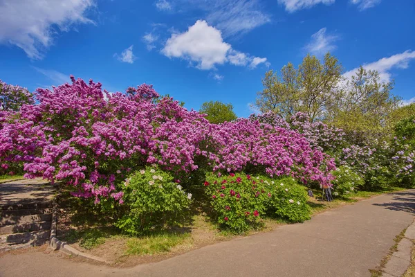 path in the park along the lilac trees