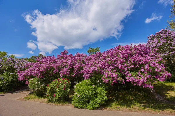 Park with blooming lilac trees — Stock Photo, Image