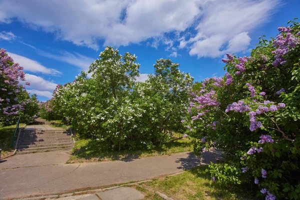 Parque con lilas florecientes — Foto de Stock