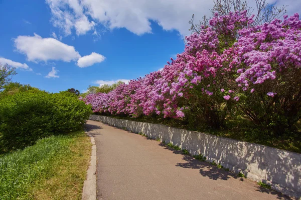 Parc avec des lilas en fleurs — Photo