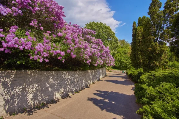 Path in the park along the lilac trees — Stock Photo, Image