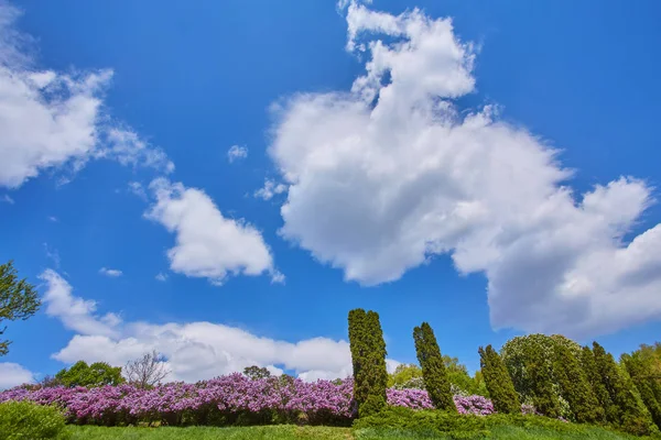 Parque con lilas florecientes — Foto de Stock