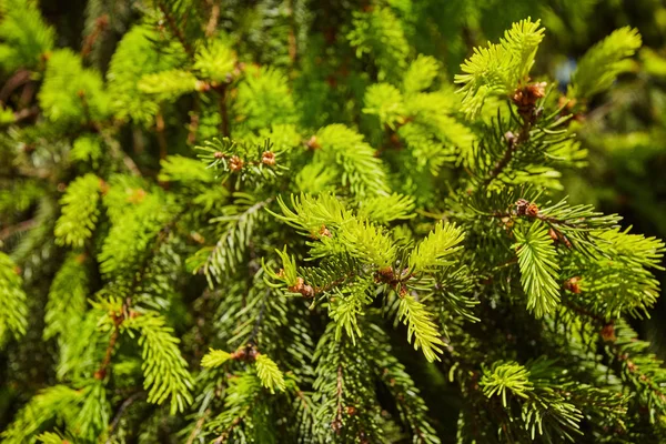 Sprig of green spruce — Stock Photo, Image