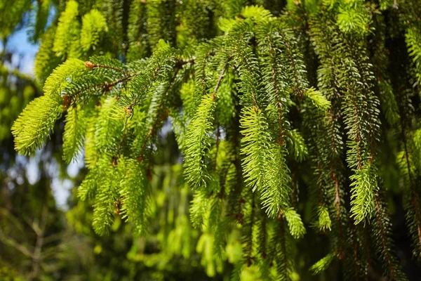 Sprig of green spruce — Stock Photo, Image