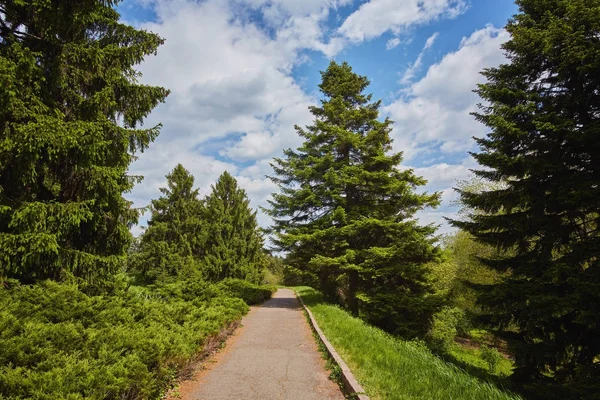 Route de campagne traversant une allée d'arbres — Photo